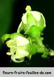 Fleurs de vangueria madagascariensis