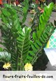 Fleurs-Fruits-Feuilles de zamioculcas zamiifolia