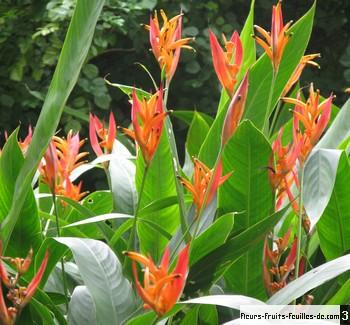 download heliconia psittacorum viridi