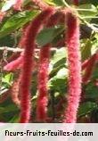 Fleurs-Fruits-Feuilles de acalypha hispida