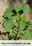 Fleurs-Fruits-Feuilles de acalypha indica