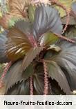 Fleurs-Fruits-Feuilles de acalypha wilkesiana