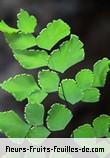 Fleurs-Fruits-Feuilles de adiantum capillus_veneris