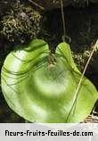 Fleurs-Fruits-Feuilles de adiantum reniforme