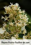 Fleurs-Fruits-Feuilles de aleurites moluccana