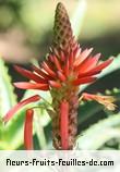 Fleurs de aloe arborescens