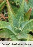 Fleurs-Fruits-Feuilles de aloes saponaria