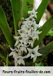 Fleurs-Fruits-Feuilles de angraecum bracteosum