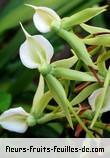 Fleurs-Fruits-Feuilles de angraecum eburneum