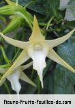 Fleurs-Fruits-Feuilles de angraecum sesquipedale