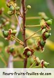 fruits de aphloia theiformis