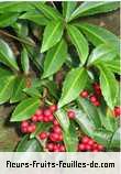 fruits de ardisia crenata