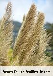 Fleurs de arundo donax_variegata