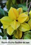 Fleurs-Fruits-Feuilles de averrhoa carambola