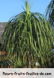 Fleurs-Fruits-Feuilles de beaucarnea recurvata