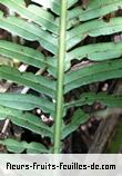 Fleurs-Fruits-Feuilles de blechnum attenuatum