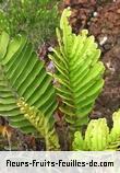 Fleurs-Fruits-Feuilles de blechnum tabulare