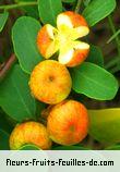 Fleurs-Fruits-Feuilles de breynia retusa