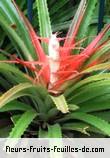 Fleurs-Fruits-Feuilles de bromelia balansae