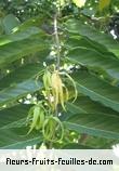 Fleurs-Fruits-Feuilles de cananga odorata