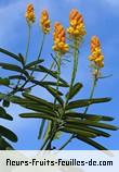 Fleurs-Fruits-Feuilles de cassia alata