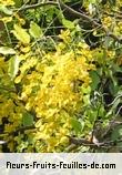 Fleurs-Fruits-Feuilles de cassia fistula