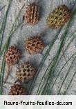 fruits de casuarina equisetifolia