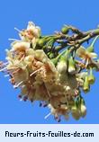 Fleurs-Fruits-Feuilles de ceiba pentandra