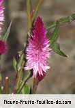 Fleurs-Fruits-Feuilles de celosia spicata