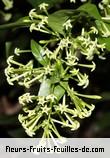 Fleurs-Fruits-Feuilles de cestrum nocturnum