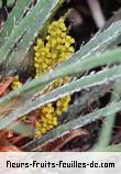Fruit de chamaerops humilis_cerifera