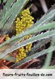 fruits de chamaerops humilis_cerifera