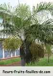 Fleurs-Fruits-Feuilles de chrysalidocarpus madagascariensis