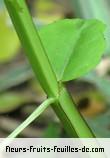 Famille des vitaceae