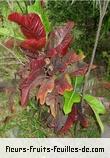 Fleurs-Fruits-Feuilles de codiaeum variegatum