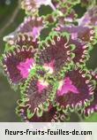 Fleurs-Fruits-Feuilles de coleus blumei