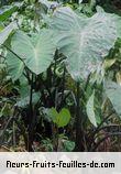 Fleurs-Fruits-Feuilles de colocasia antiquorum