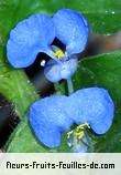 Famille des commelinaceae