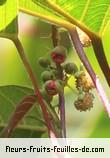 Fleurs de cordemoya integrifolia