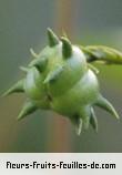 fruits de cordemoya integrifolia