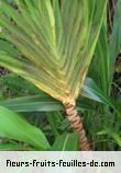 Fleurs-Fruits-Feuilles de cordyline mauritiana