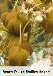 Fruit de cossinia pinnata