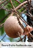 Fleurs-Fruits-Feuilles de couroupita guianensis