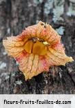 Fleurs-Fruits-Feuilles de crescentia alata