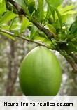 Fleurs-Fruits-Feuilles de crescentia cujete