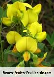 Fleurs-Fruits-Feuilles de crotolaria retusa