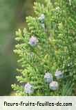 fruits de cupressus species