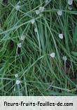 Fleurs-Fruits-Feuilles de cyperus species