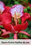 Fleurs-Fruits-Feuilles de delonix regia