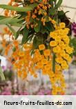 Fleurs-Fruits-Feuilles de dendrobium lindleyi